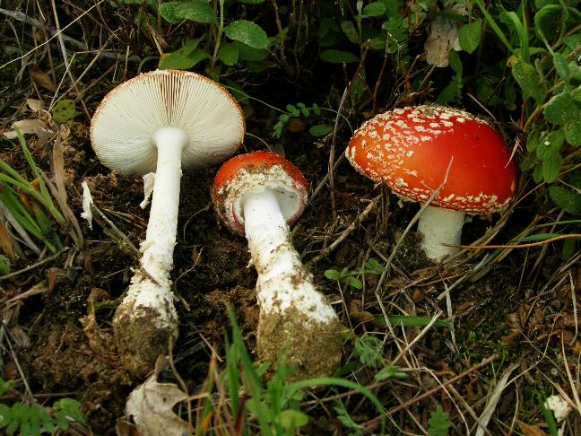 A. muscaria var. formosa